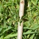Tesoura de Enxertia Profissional Carpa